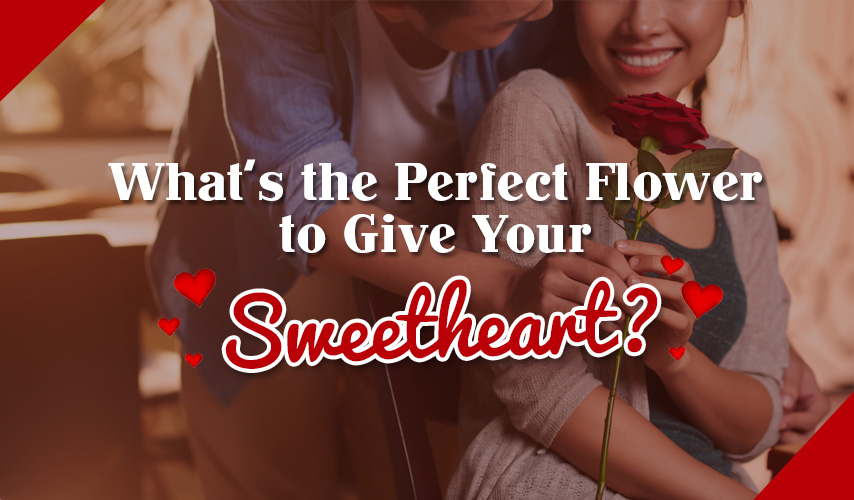 Quiz: What’s the Perfect Flower to Give Your Sweetheart?