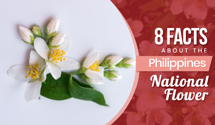 8 Facts about the Philippines’ National Flower