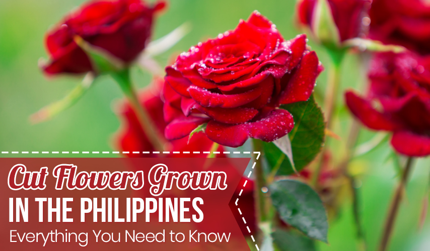 Cut Flowers Grown in the Philippines: Everything You Need to Know