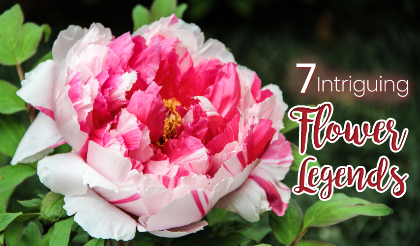 7 Intriguing Flower Legends