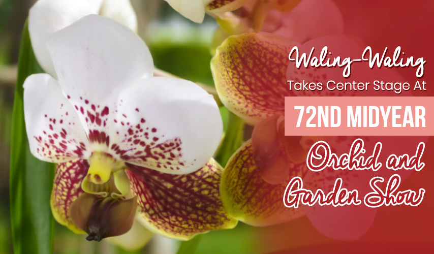Waling-Waling Takes Center Stage At 72nd Midyear Orchid and Garden Show