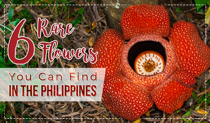 6 Rare Flowers You Can Find in the Philippines