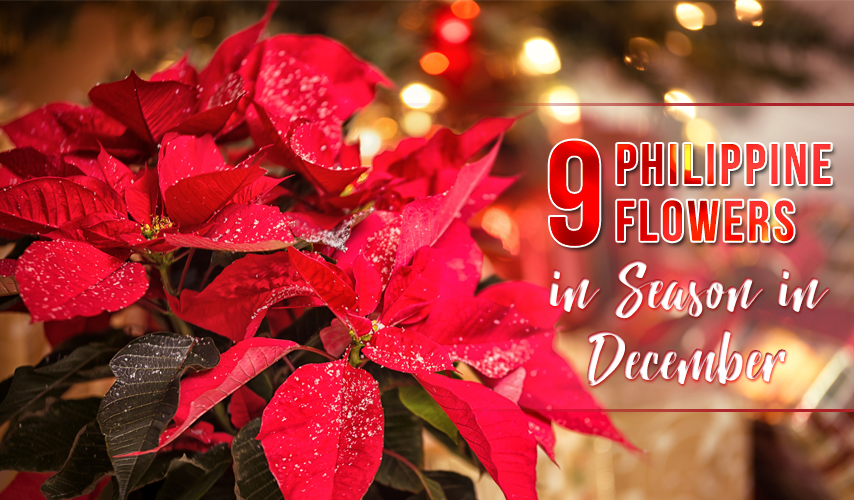 9 Philippine Flowers in Season in December