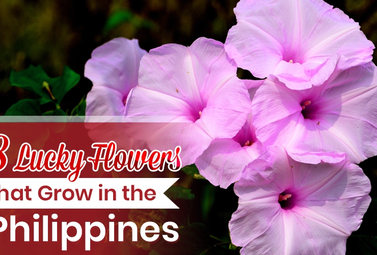 8 Lucky Flowers that Grow in the Philippines