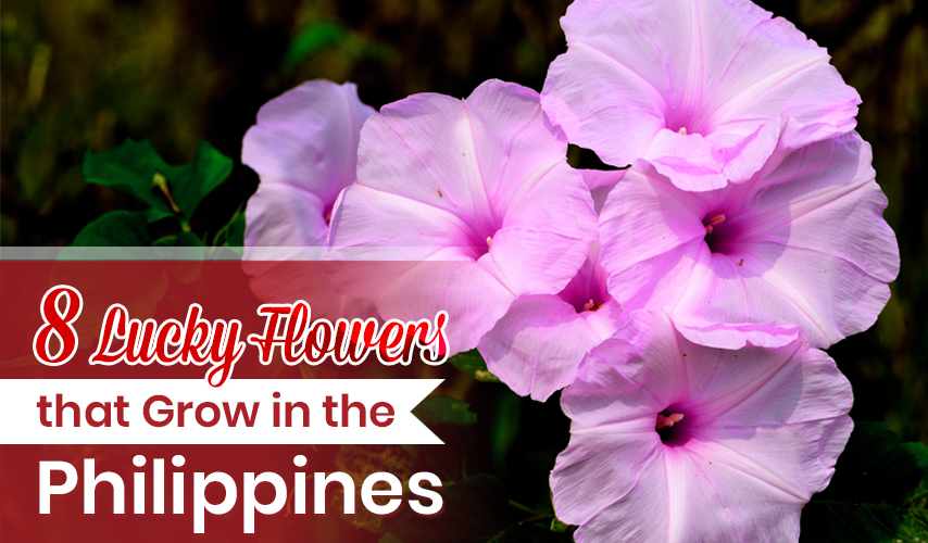8 Lucky Flowers that Grow in the Philippines