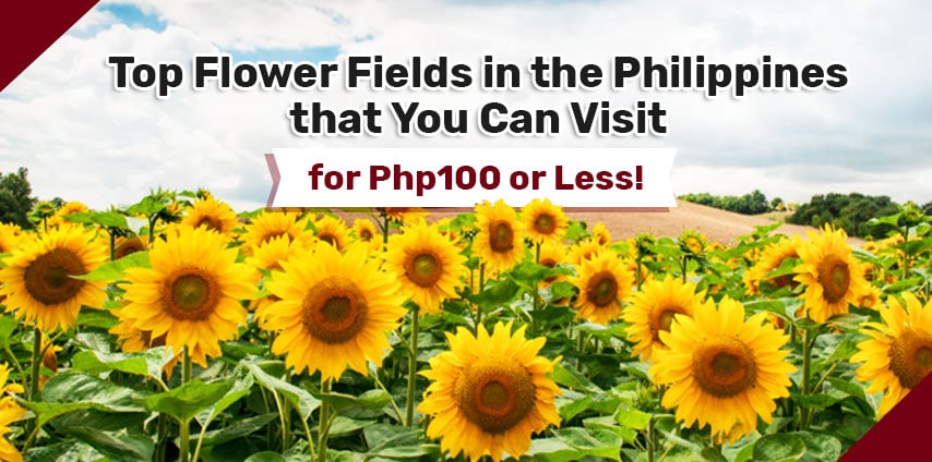 Top Flower Fields in the Philippines that You Can Visit for Php100 or Less!
