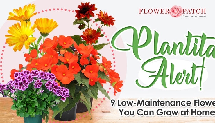 Plantita Alert! 9 Low Maintenance Flowers You Can Grow at Home