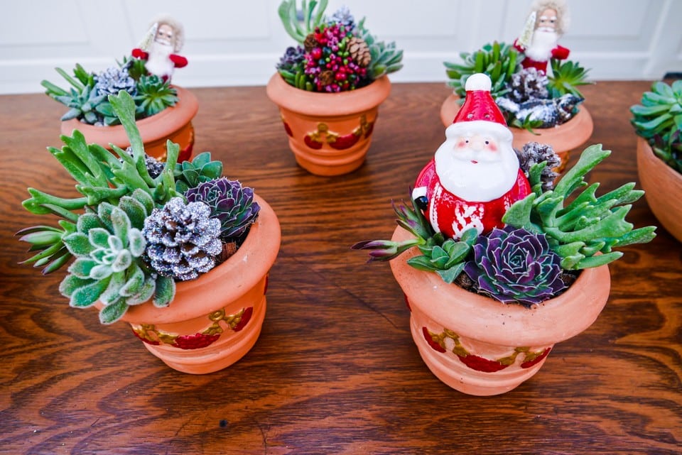 Try Succulents