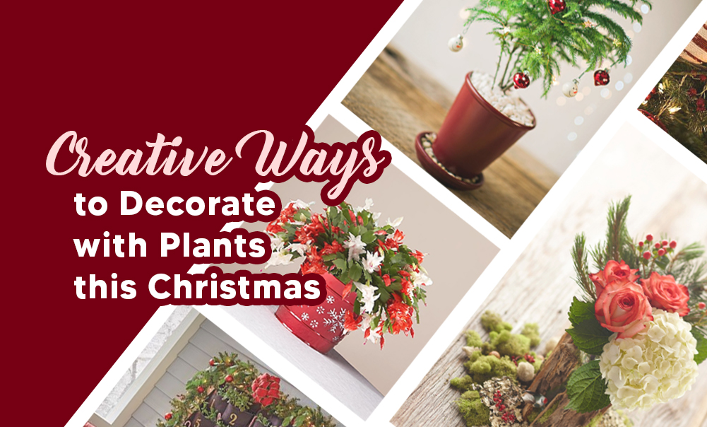 Creative Ways to Decorate with Plants this Christmas