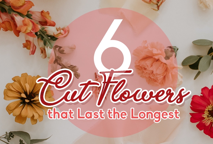 6 Cut Flowers that Last the Longest