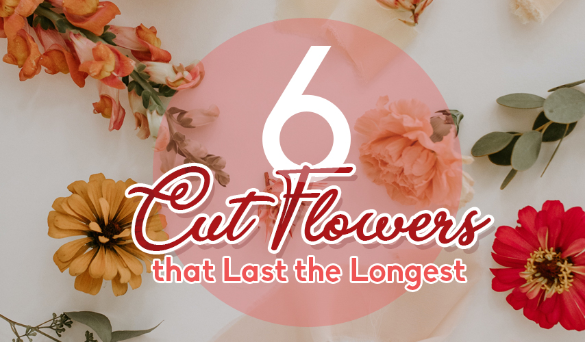 6 Cut Flowers that Last the Longest