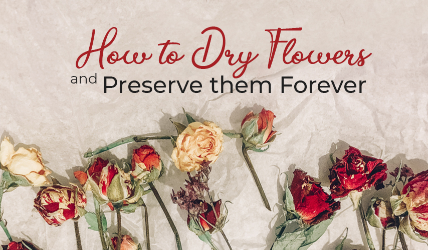 How to Dry Flowers and Preserve them Forever