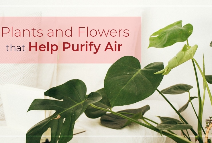 Plants and Flowers that Help Purify Air