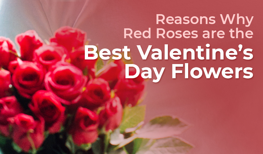 Reasons Why Red Roses are the Best Valentine’s Day Flowers