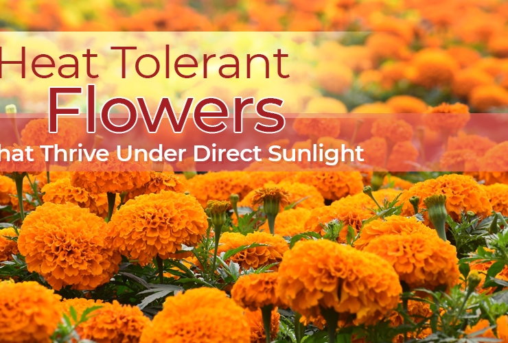 Heat Tolerant Flowers that Thrive Under Direct Sunlight