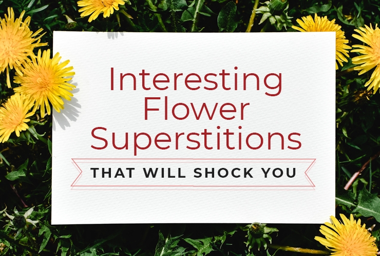 Interesting Flower Superstitions that Will Shock You