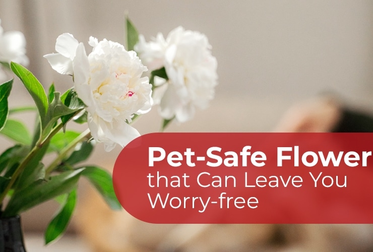 Pet-Safe Flowers that Can Leave You Worry-Free