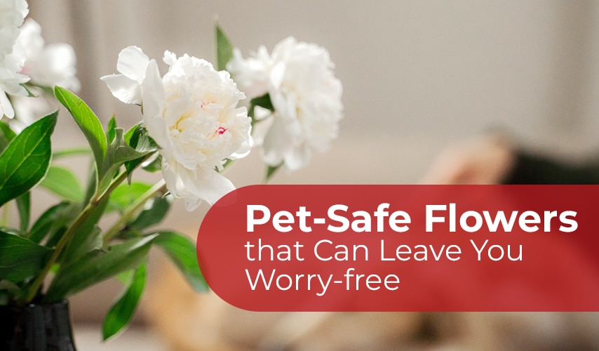 Pet-Safe Flowers that Can Leave You Worry-Free