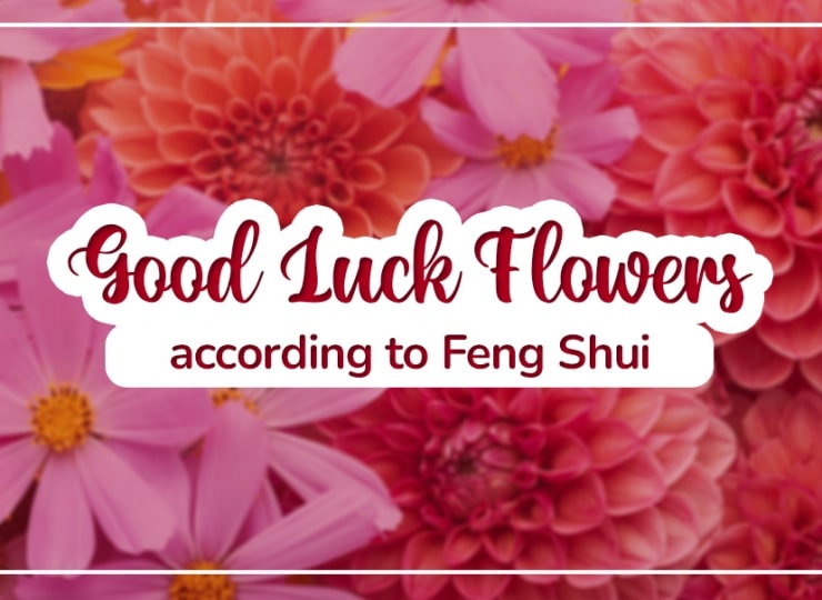 Good Luck Flowers According to Feng Shui
