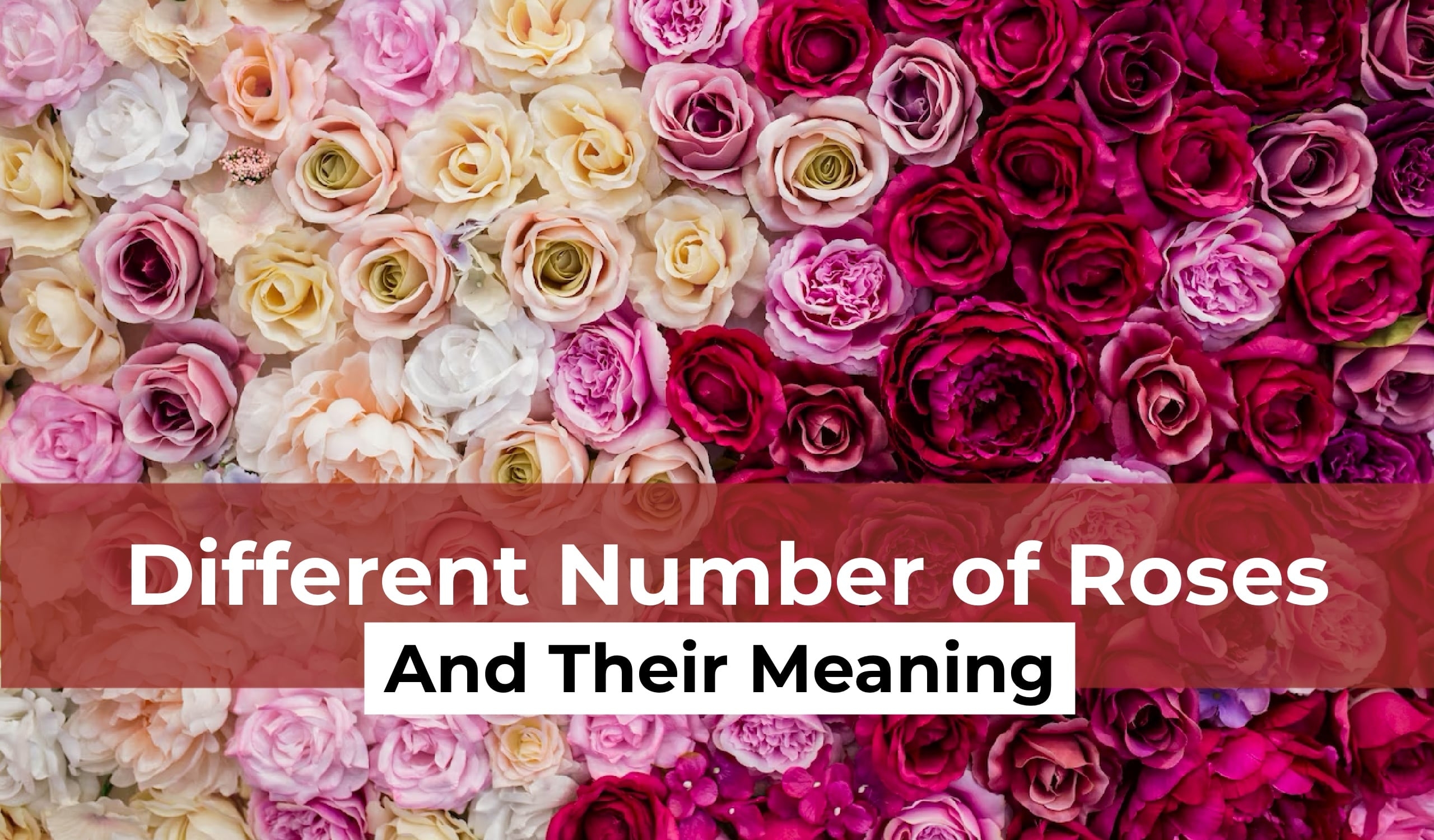 Different Number of Roses and Their Meaning