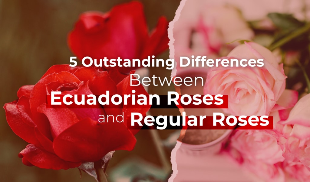 5 Outstanding Differences Between Ecuadorian Roses and Regular Roses
