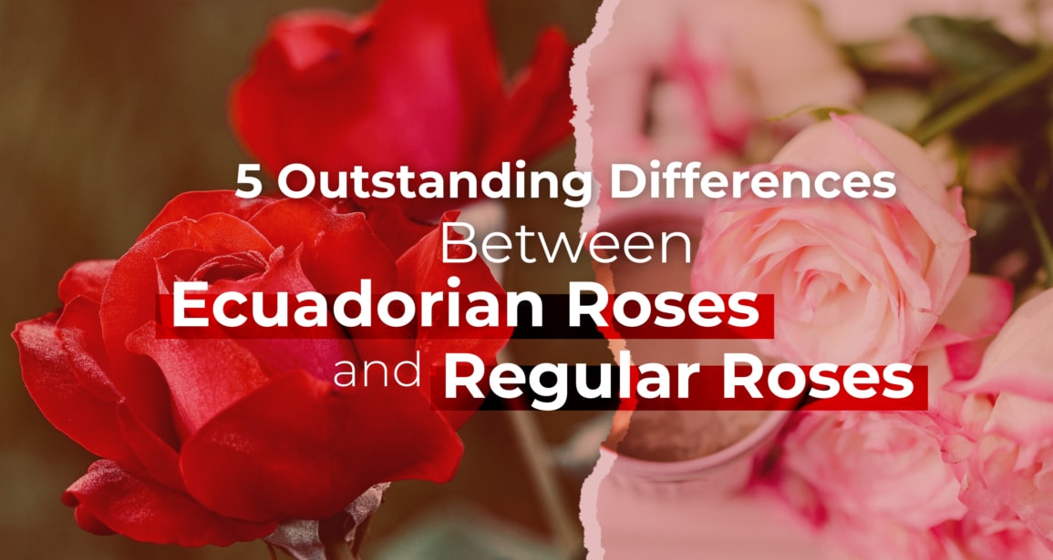 5 Outstanding Differences Between Ecuadorian Roses and Regular Roses