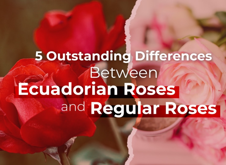 5 Outstanding Differences Between Ecuadorian Roses and Regular Roses