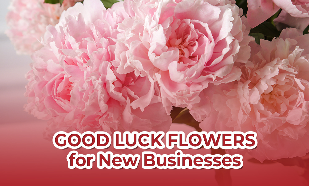 5 Good Luck Flowers for New Businesses