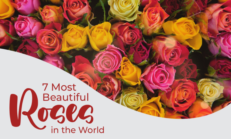 Different Number of Roses and Their Meaning