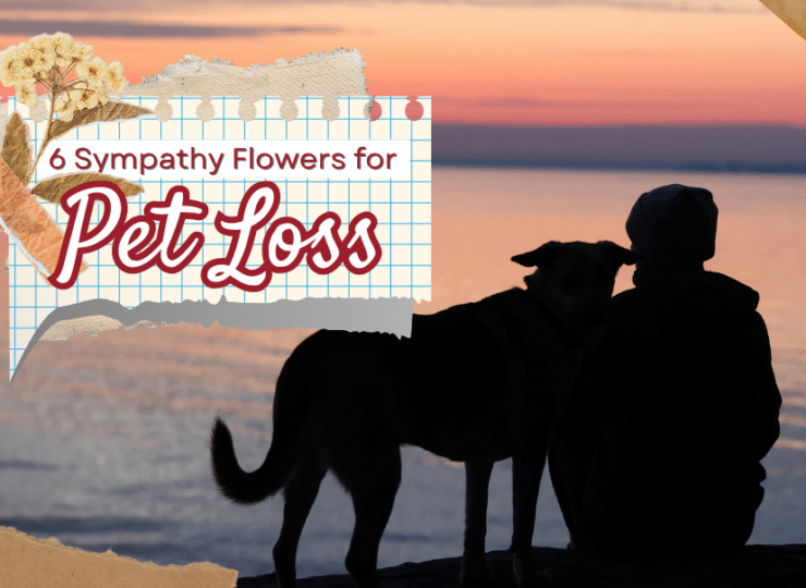 6 Sympathy Flowers for Pet Loss