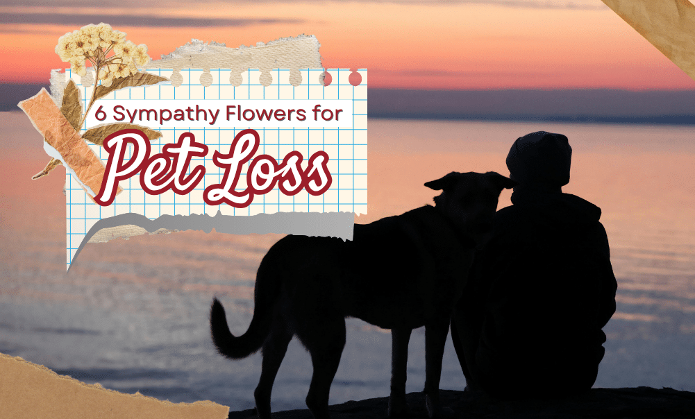 6 Sympathy Flowers for Pet Loss