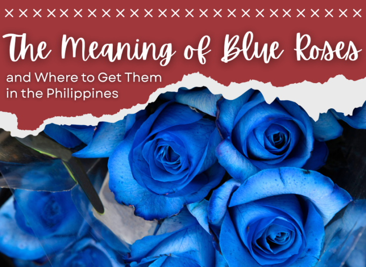 The Meaning of Blue Roses and Where to Get Them in the Philippines