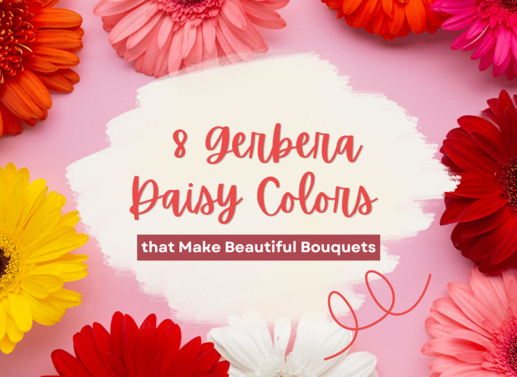 8 Gerbera Daisy Colors that Make Beautiful Bouquets
