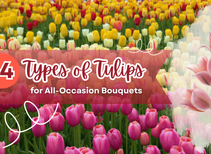 14 Types of Tulips for All-Occasion Bouquets