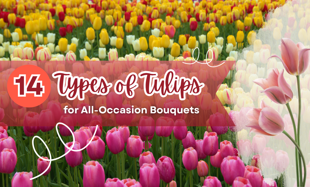 14 Types of Tulips for All-Occasion Bouquets