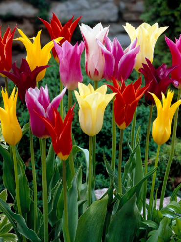 Lily-Flowered Tulips