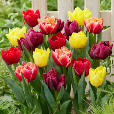 Double Early Tulips