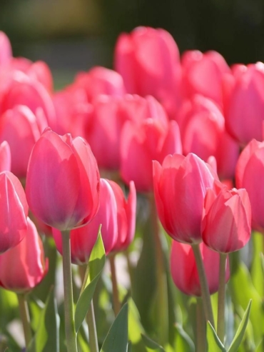 Darwin Hybrid Tulips