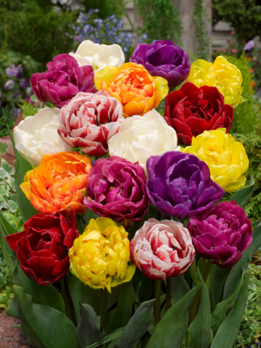 Double Late or Peony Tulips