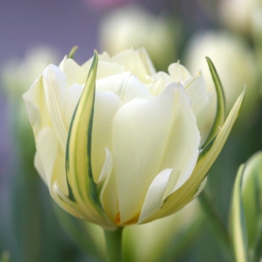 Emperor Tulips