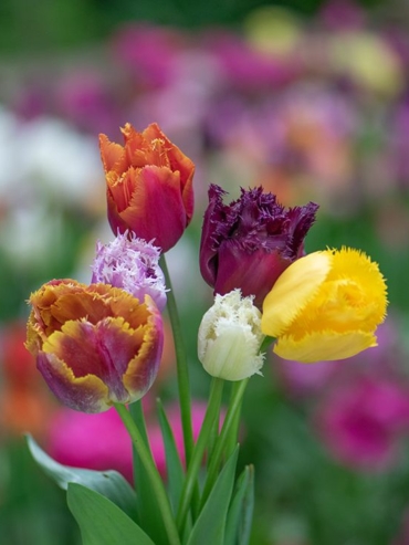 Fringed Tulips