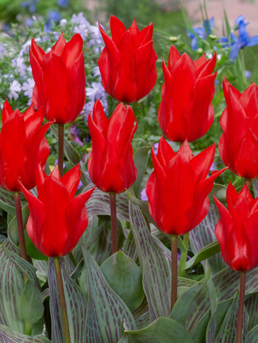 Greigii Tulips