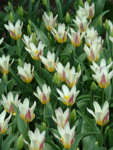 Kaufmanniana Tulips