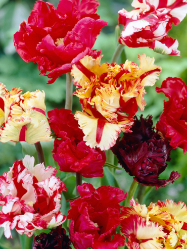 Parrot Tulips