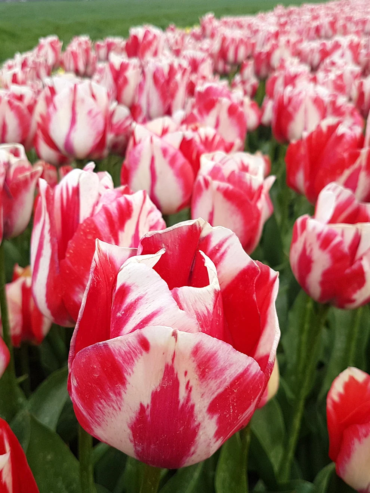 Rembrandt Tulips