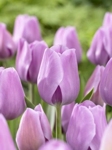 Single Early Tulips