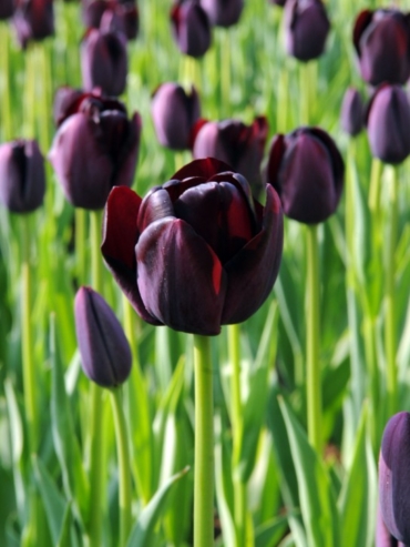 Single Late Tulips