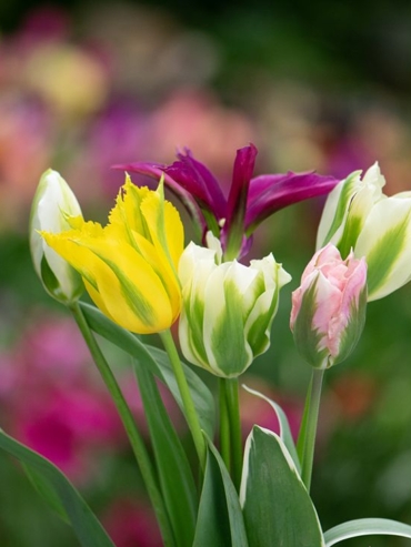 Viridiflora Tulips